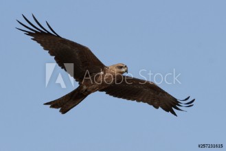 Bild von Black kite Milvus migrans